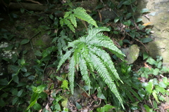 Adiantum hispidulum