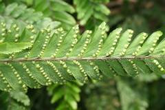 Adiantum hispidulum