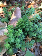 Galium mollugo