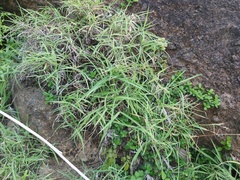 Capillipedium kwashotensis