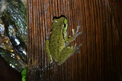 Ranoidea pearsoniana