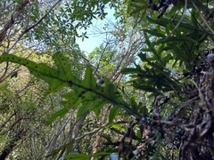 Microsorum pustulatum pustulatum