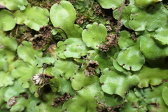 Marchantia paleacea