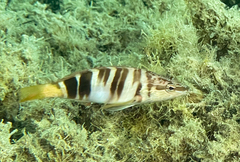 Serranus scriba