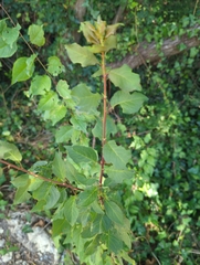 Prunus cerasifera
