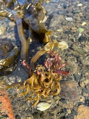 Undaria pinnatifida