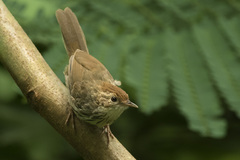 Pellorneum ruficeps