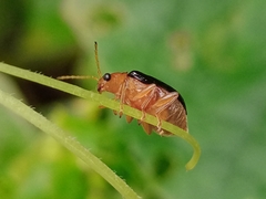 Aulacophora