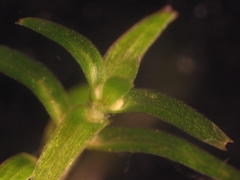 Callitriche hermaphroditica