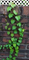 Vitis rotundifolia