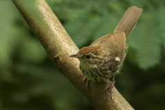 Pellorneum ruficeps