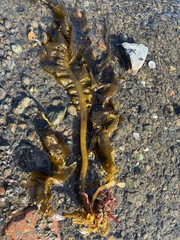 Undaria pinnatifida