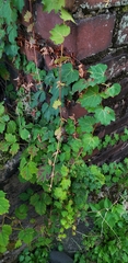 Vitis rotundifolia