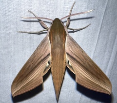 Xylophanes tersa