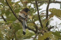 Dendrocitta vagabunda