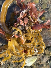 Undaria pinnatifida
