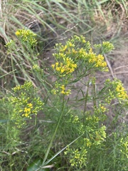 Euthamia caroliniana