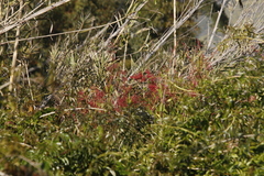 Rumex usambarensis