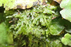Riccardia