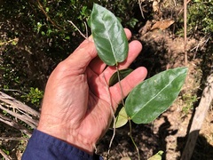 Parsonsia