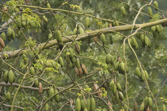 Bombax ceiba