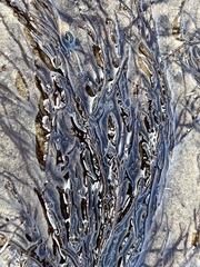 Gracilaria chilensis
