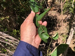 Parsonsia