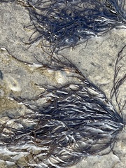 Gracilaria chilensis