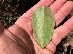 Parsonsia
