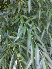 Salix