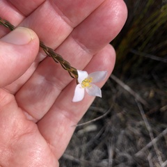 Lachnaea grandiflora