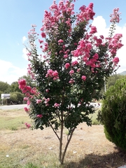 Lagerstroemia indica