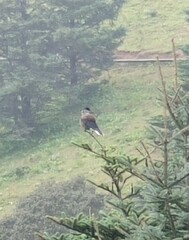 Nucifraga caryocatactes