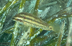 Symphodus roissali