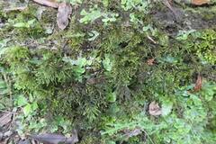 Thamnobryum