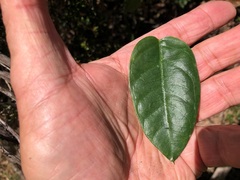 Parsonsia