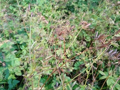 Chaerophyllum