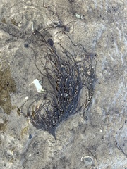 Gracilaria chilensis