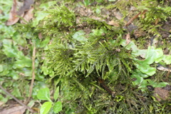 Thamnobryum
