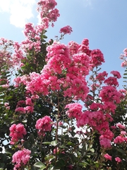 Lagerstroemia indica