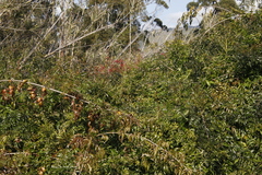 Rumex usambarensis
