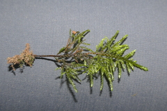 Thamnobryum