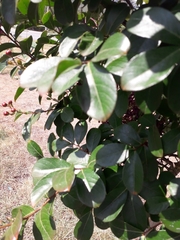 Lagerstroemia indica