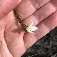 Lachnaea grandiflora