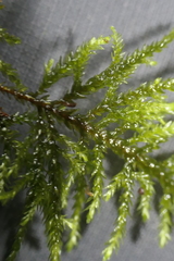 Thamnobryum