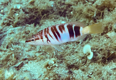 Serranus scriba