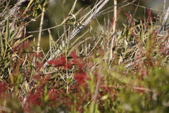 Rumex usambarensis