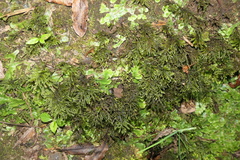 Thamnobryum