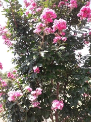 Lagerstroemia indica