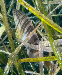 Serranus scriba